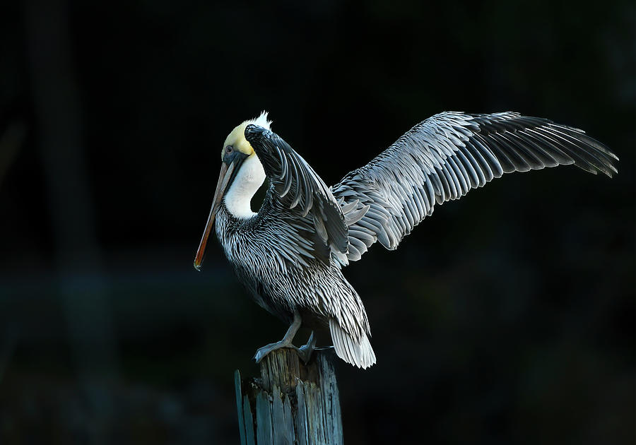 The Brown Pelican #3 Photograph by Sandra Js