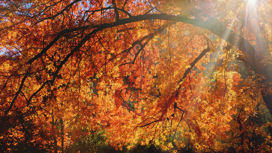 The Colors Of Autumn  #3 Photograph by Saija Lehtonen