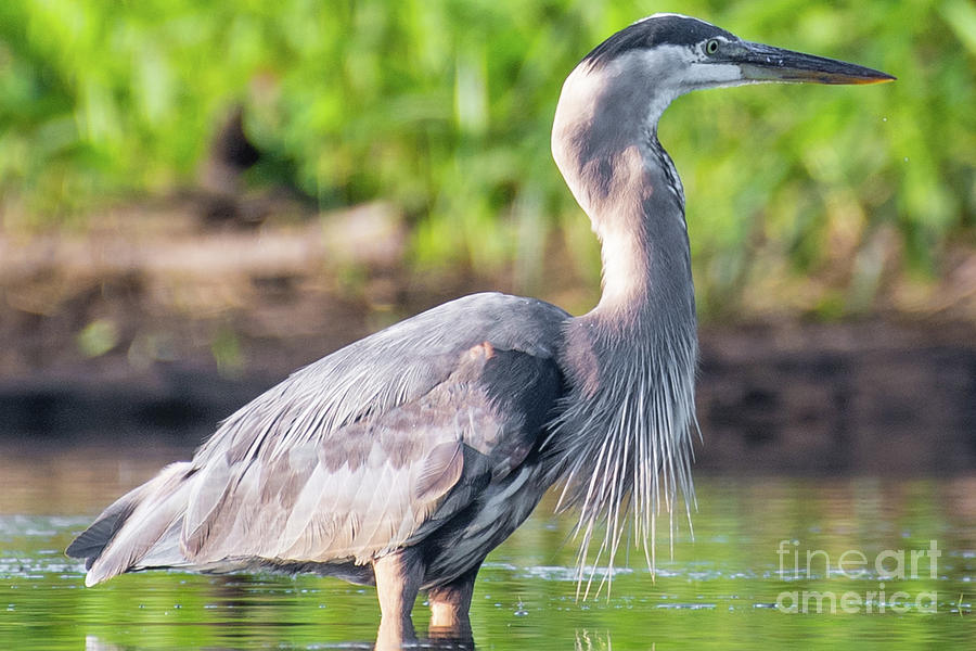 The Great Blue Heron  #3 Photograph by David Taylor