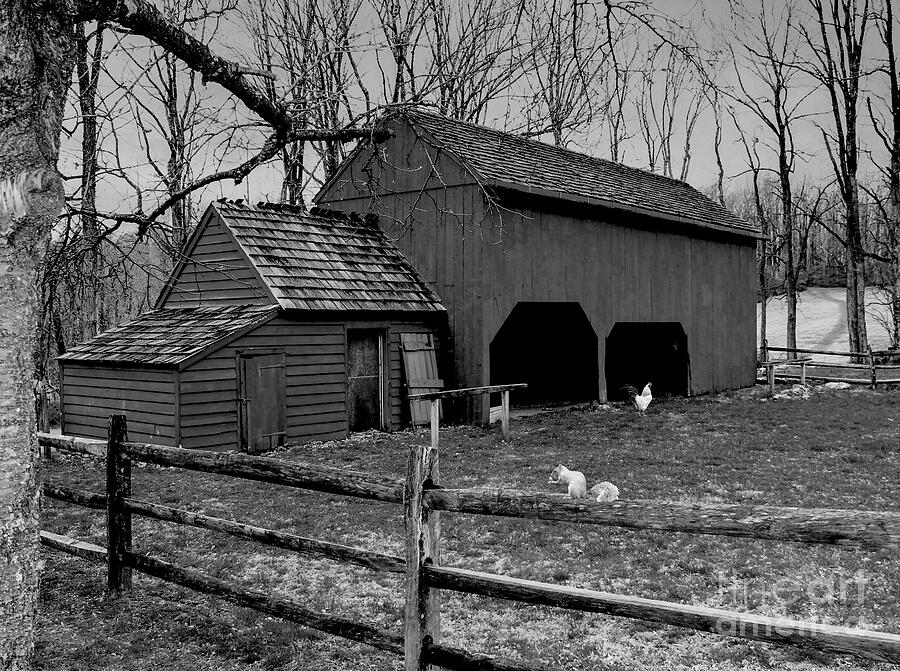 A Great Swamp Barn #1 Photograph by Meehow - Fine Art America