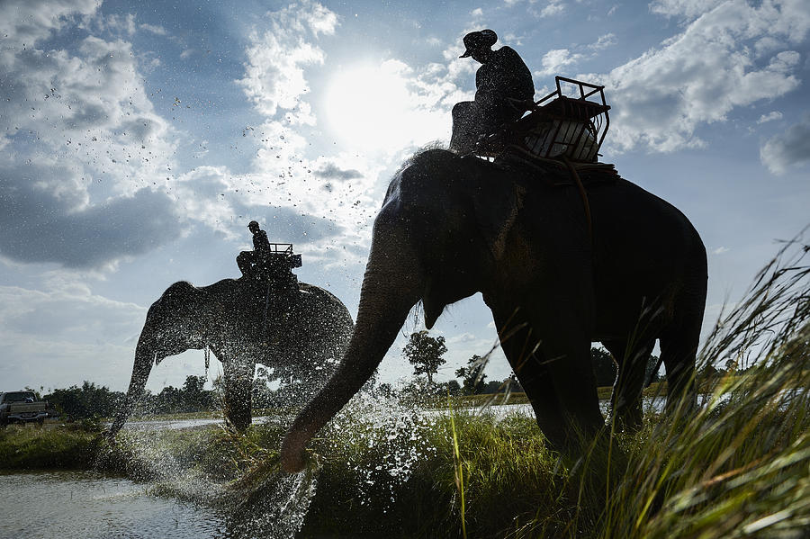The life of mans and elephants #3 Photograph by Arun Roisri