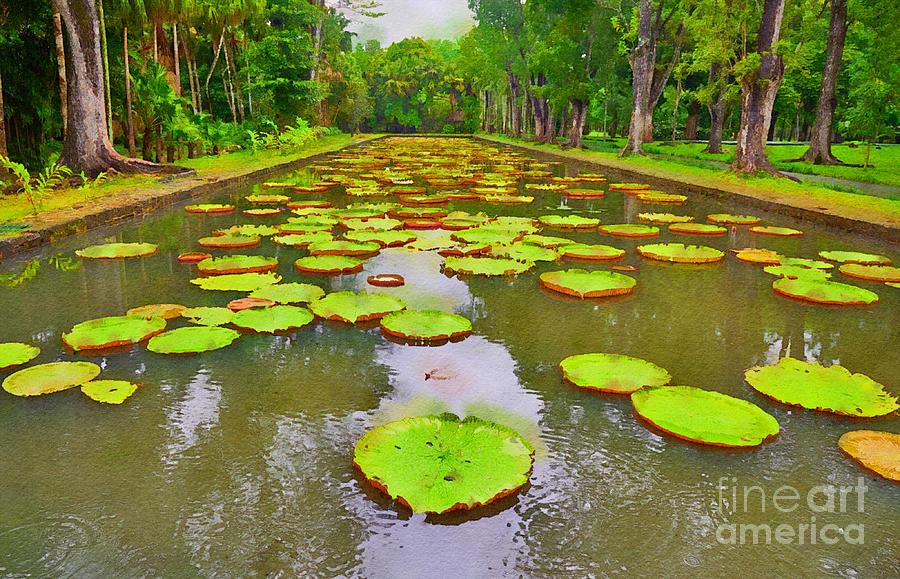 Africa Digital Art - The Lily Ponds of Pamplemousse Botanic Garden #3 by Jules Walters