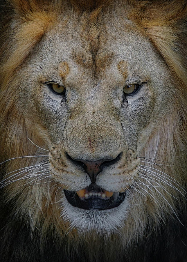 The Lion #3 Photograph by Ernest Echols
