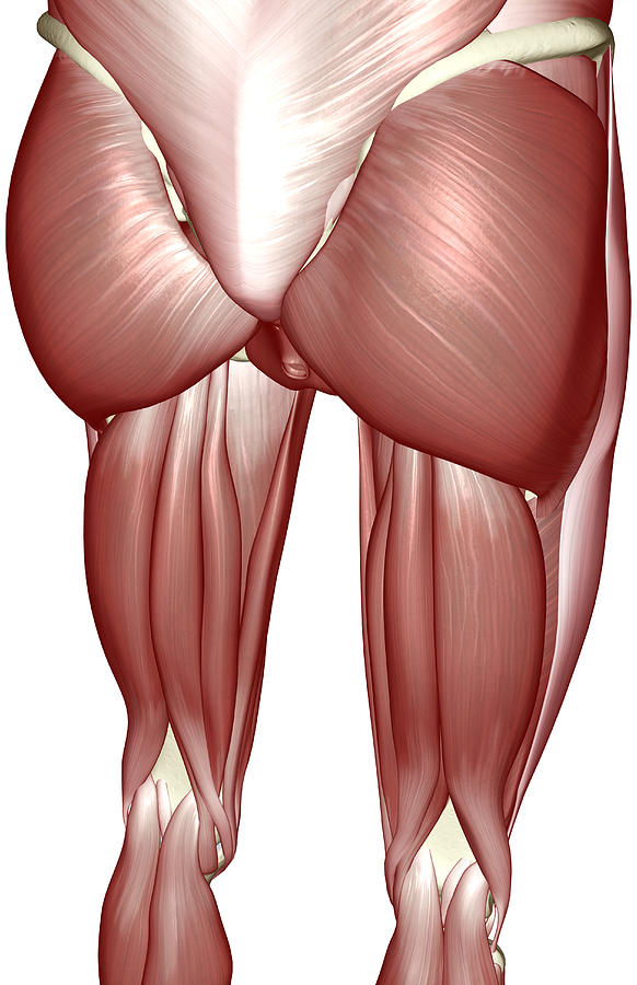 The muscles of the lower limb #3 Drawing by MedicalRF.com