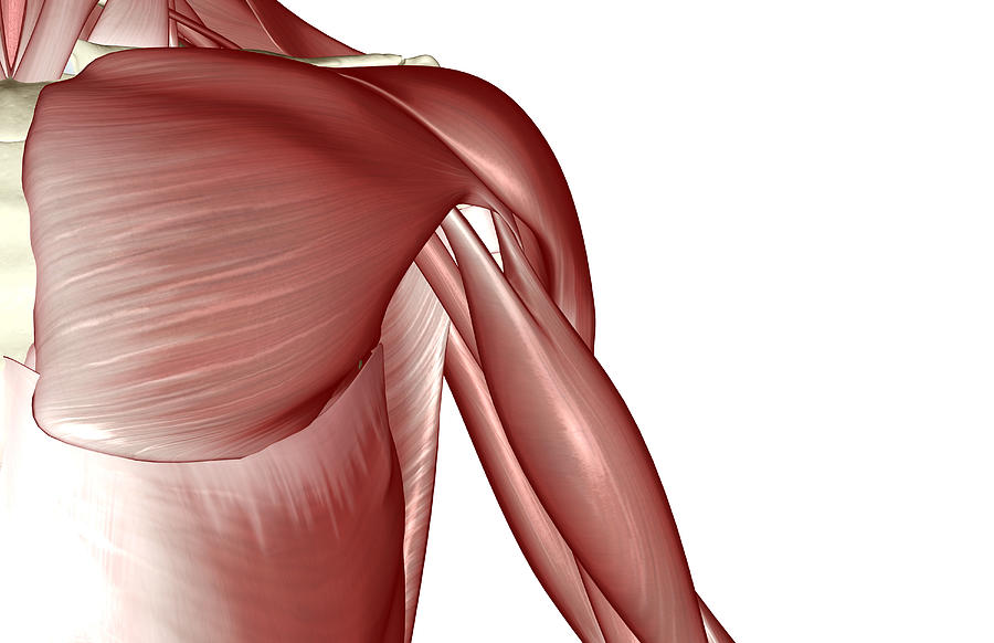 The muscles of the shoulder #3 Drawing by MedicalRF.com