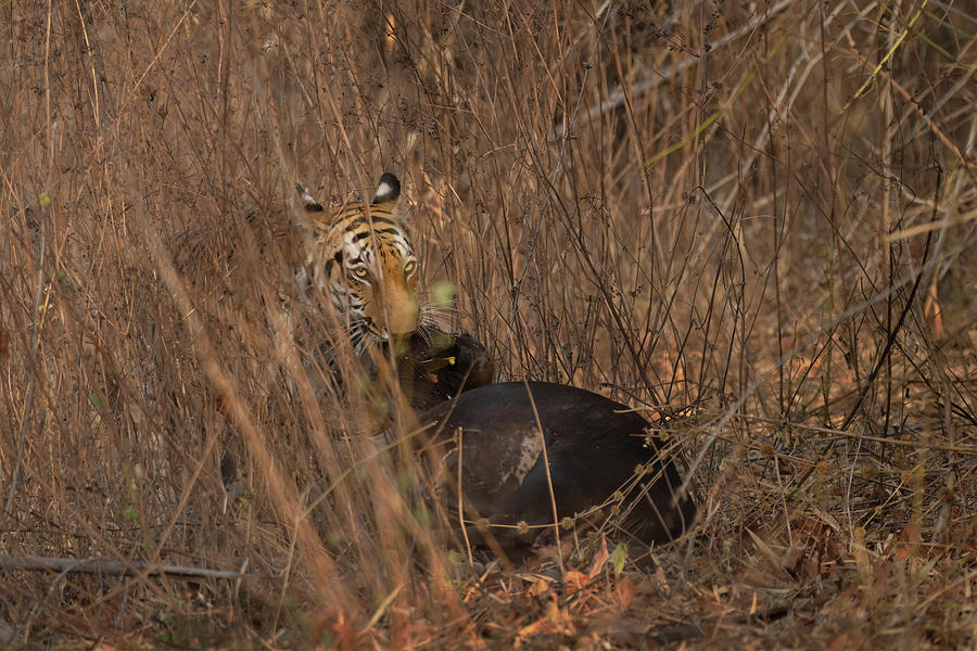 The predator #3 Photograph by Kiran Joshi