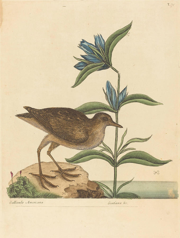 The Soree, Rallus Virginianus #2 Drawing by Mark Catesby