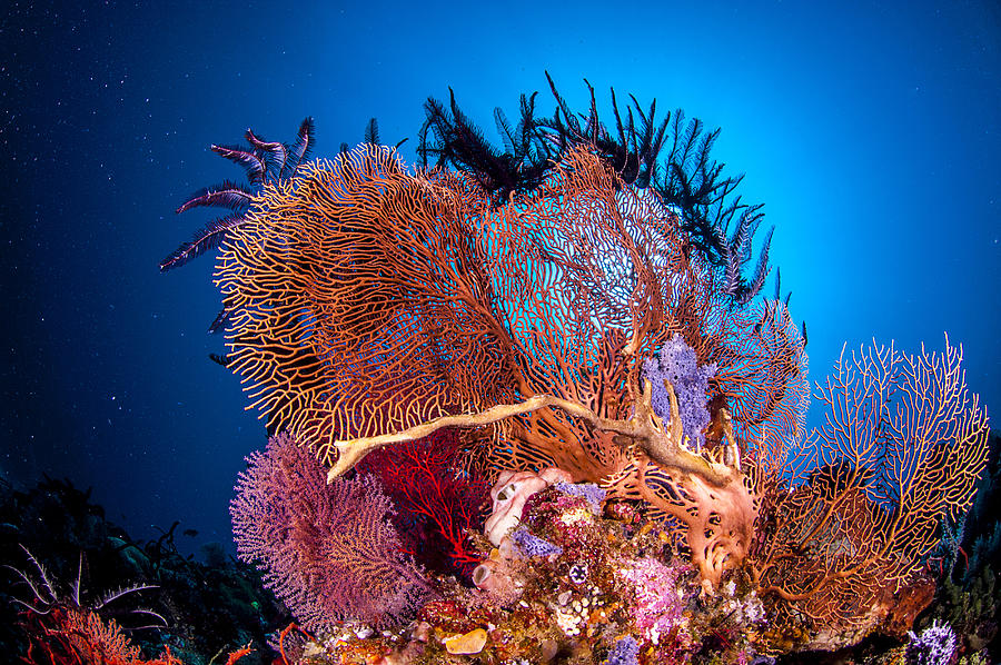 The underwater world of Java Sea, Gili Islands, Lombok, Indonesia. #3 Photograph by Giordano Cipriani