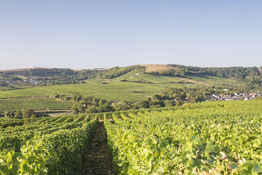 The vineyards of Sancerre, France. #3 Photograph by Julian Elliott Photography