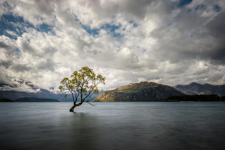 The Wanaka Tree in New Zealand Photograph by Jon Ingall - Fine Art America