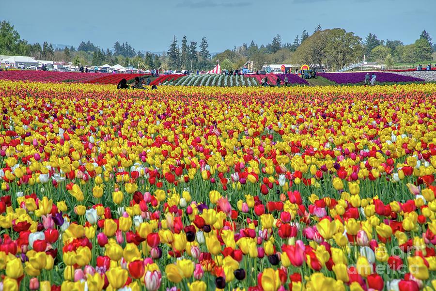 The Wooden Shoe Tulip Farm located in Woodburn, Oregon #3 Photograph by ...