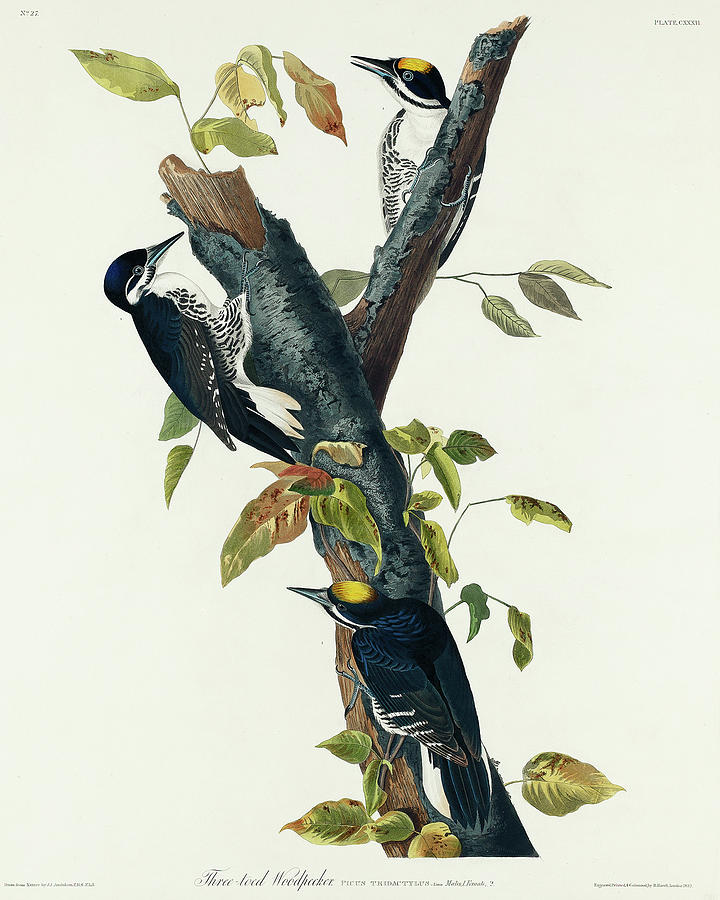 Audubon Birds Drawing - Three-toed Woodpecker #3 by John James Audubon
