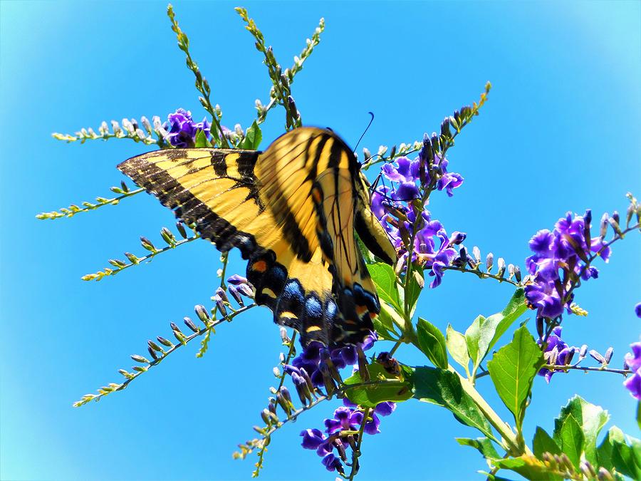 Tiger Swallowtail #5 Photograph by Gena Herro