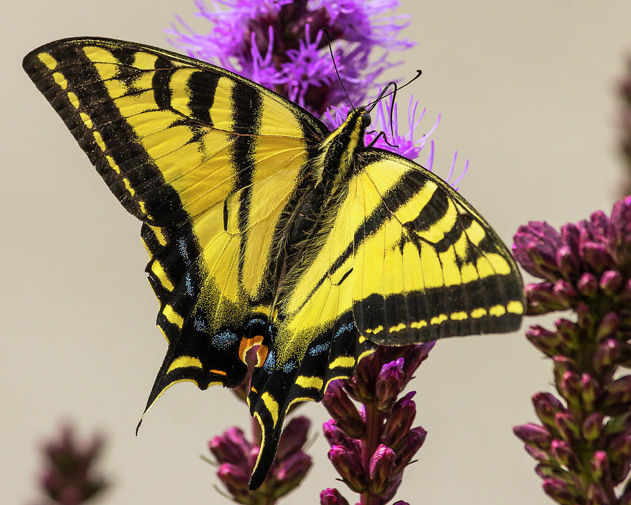 Tiger Swallowtail #3 Photograph by Mark Mille