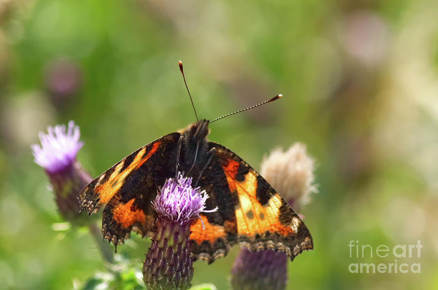 Tortoiseshell Butterfly, taken at  Dove Stone Reservoir #3 Photograph by Pics By Tony