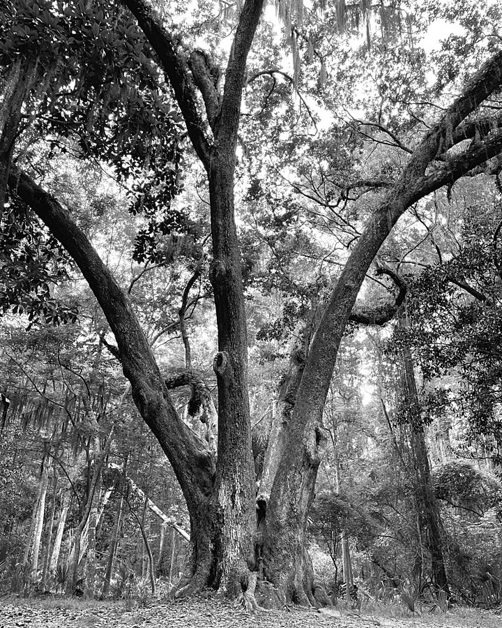 3 Tree BW Photograph by Lee Darnell