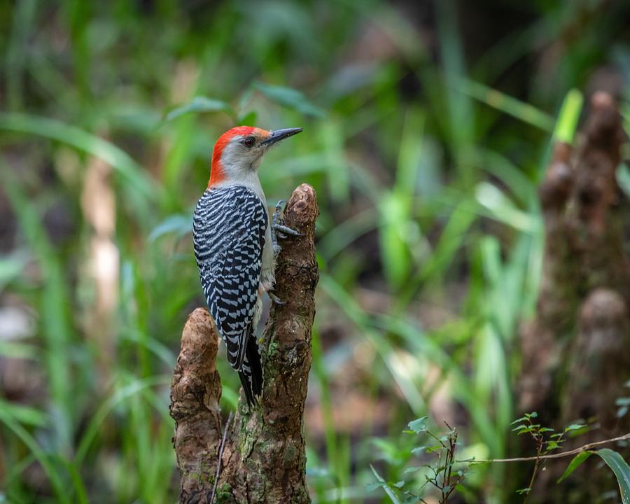 Treeclinging Birds Photograph by Capaz Fine Art America