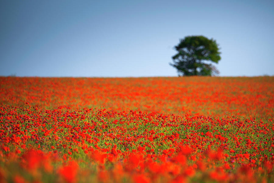 Poppy Photograph - Tree in a Poppy Field #3 by Alan Copson
