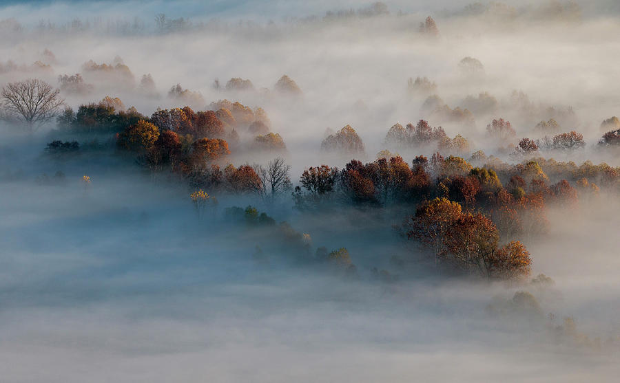Trees in the morning mist #3 Photograph by Pietro Ebner