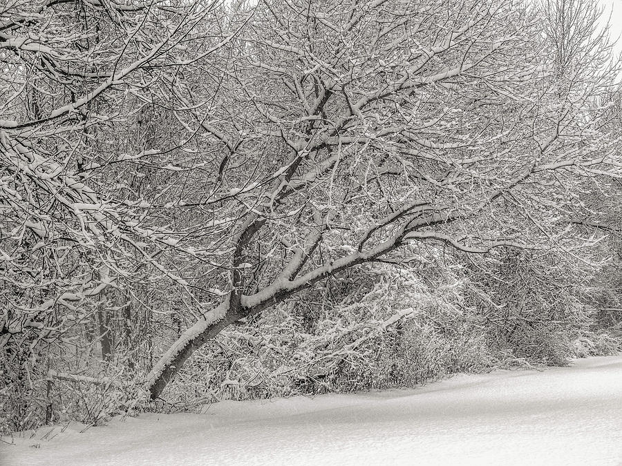 Trees in Winters Snow #3 Photograph by Alan Goldberg