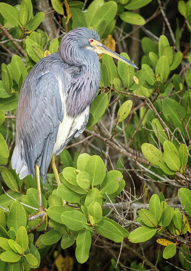 TriColored Heron #3 Photograph by Fran Gallogly