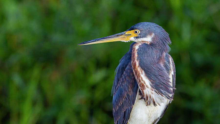 Tricolored Heron Photograph by Jennifer Howell - Fine Art America