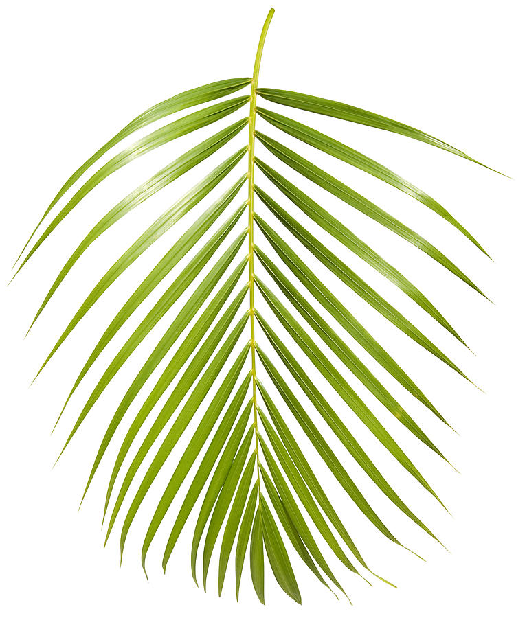 Tropical green palm leaf isolated on white with clipping path #3 Photograph by Joakimbkk
