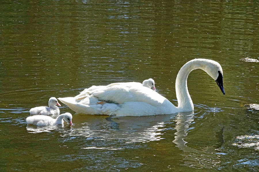 Trumpeter Swans Photograph