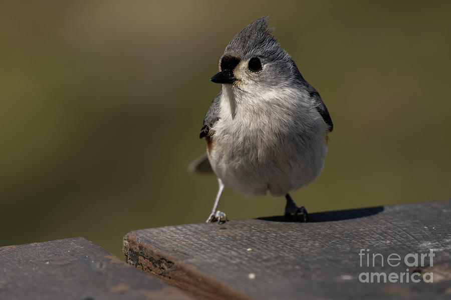 Tufted Titmouse #3 Photograph by JT Lewis