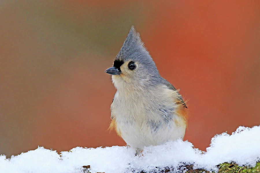 Tufted Titmouse #3 Photograph by Shixing Wen