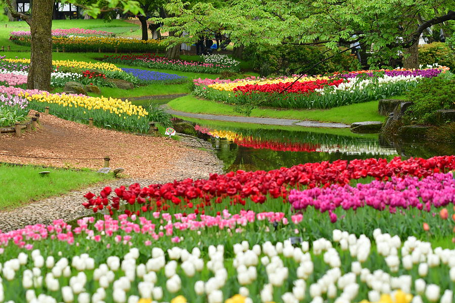 Tulip Flowers at Showa Commemorative National Governmaent Park #3 Photograph by Magicflute002