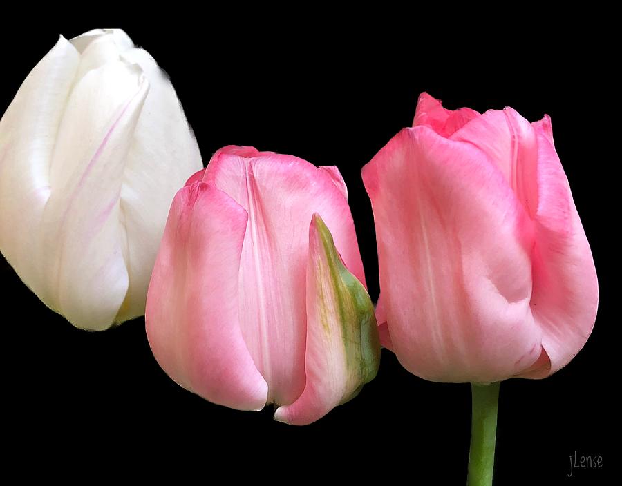 3 Tulips Photograph by JoAnn Lense