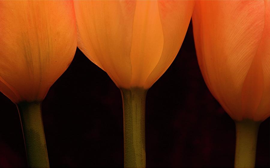 Nature Photograph - 3 Tulips by Julie Powell