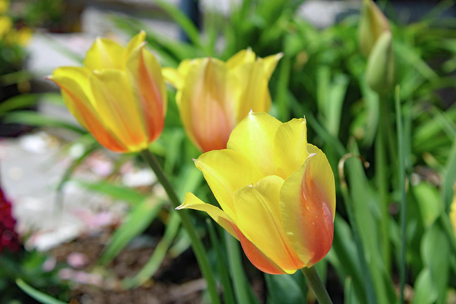 3 Tulips Photograph by Kristana Stephens