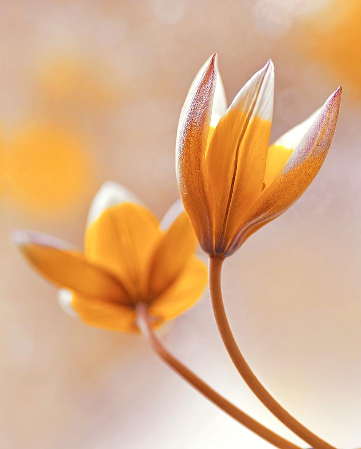 Tulips Tarda Photograph