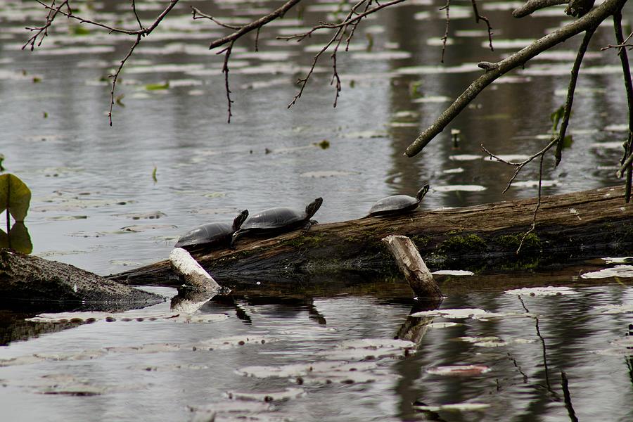 3 Turtles on a log. Photograph by Yvonne M Smith