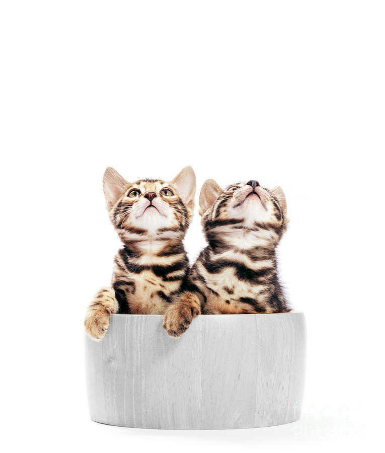 Two young Bengal cats portrait in a wooden bowl. Isolated on white #3 Photograph by Michal Bednarek