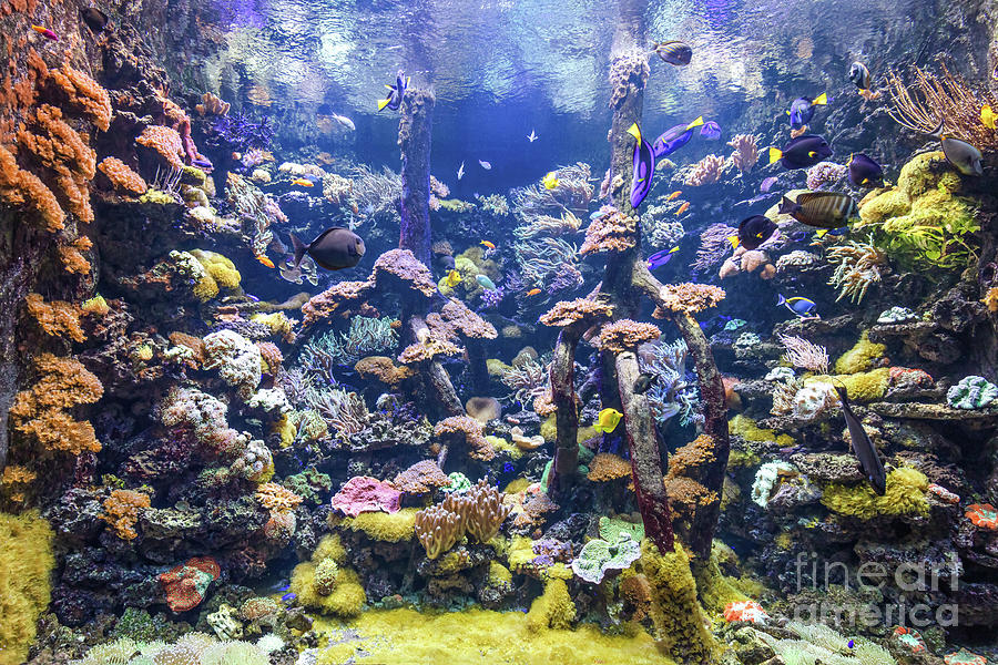 Underwater ocean - fish and coral reef #5 Photograph by Michal Bednarek