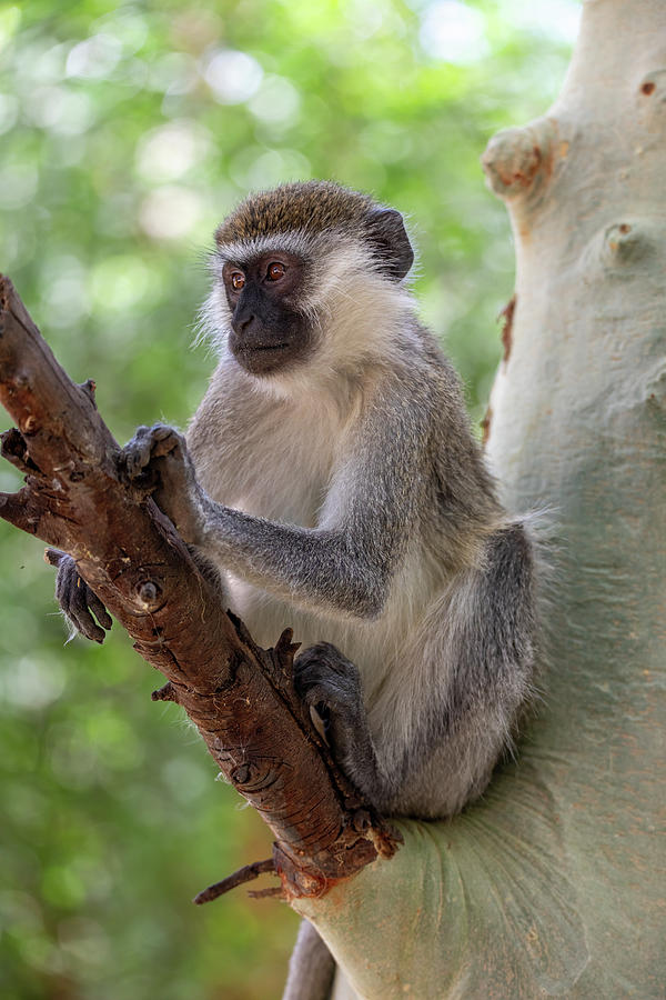 Vervet Monkey In Lake Chamo, Ethiopia Photograph By Artush Foto - Fine 