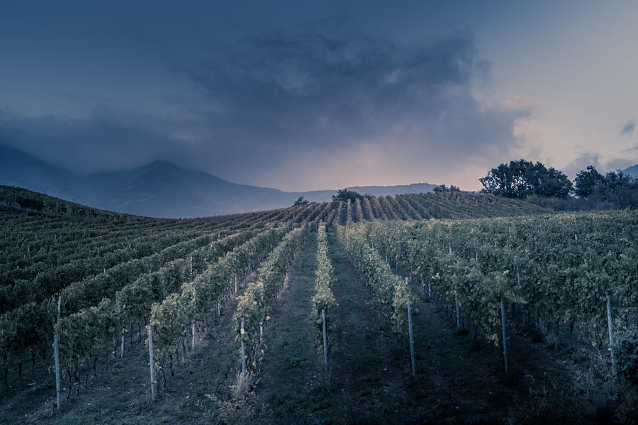 Vineyard At Autumn Sunset #3 Photograph by Mashiro2004