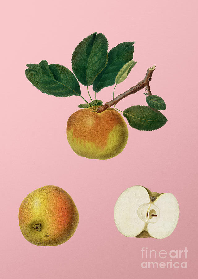 Vintage Apple Botanical Illustration On Pink Painting