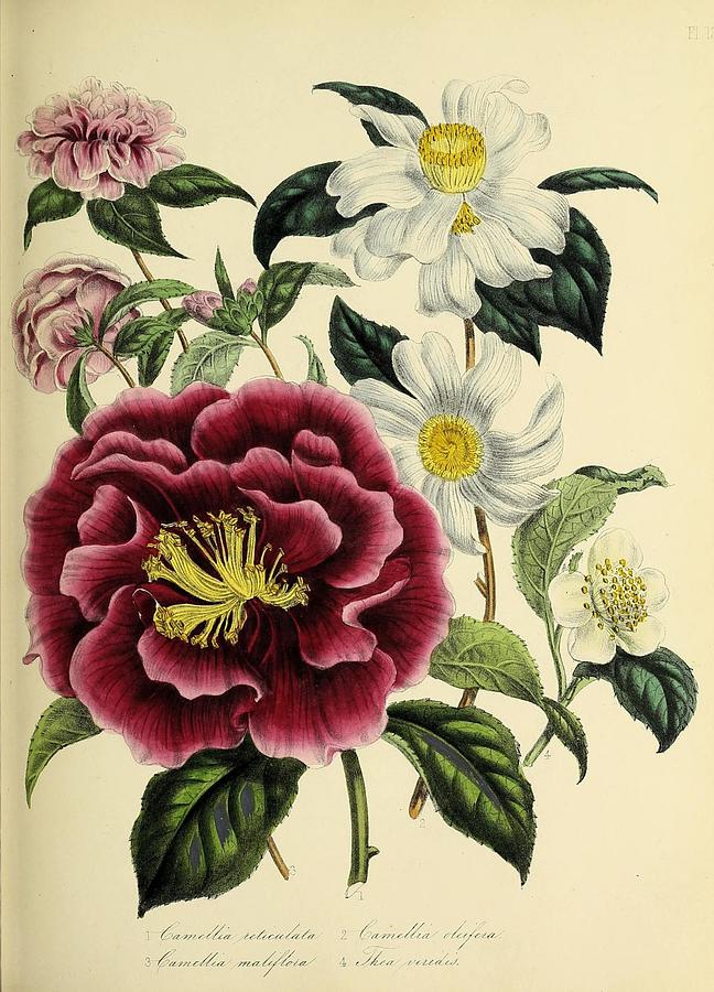 Vintage Botanical Flowers Art Prints Painting by Abdellah Tamic - Fine ...