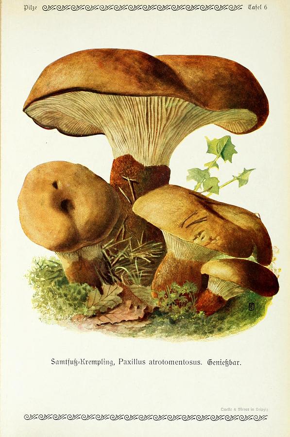 Vintage Fungi Illustrations #3 Mixed Media by World Art Collective