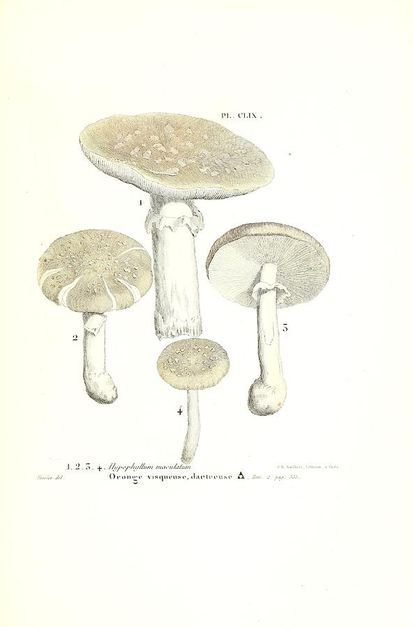Vintage, Poisonous and Fly Mushroom Illustrations #3 Mixed Media by World Art Collective