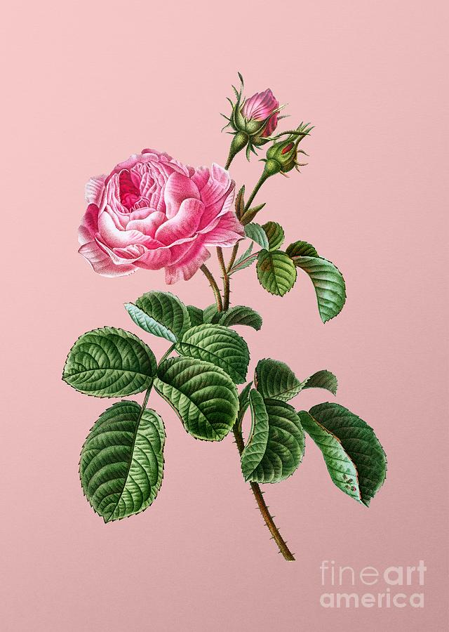 Vintage Provence Rose Botanical Illustration on Pink Mixed Media by Holy Rock Design
