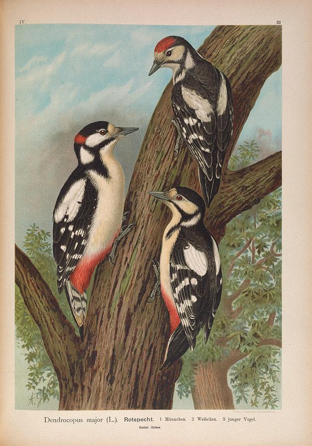 Vintage Woodpecker #3 Mixed Media by World Art Collective