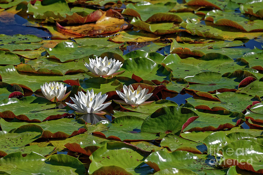 Water Lilies #3 Photograph by Paul Mashburn