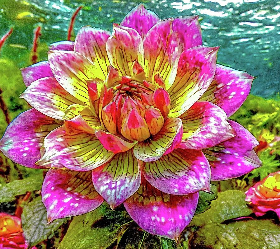 Water Lily #4 Digital Art by Don Wright