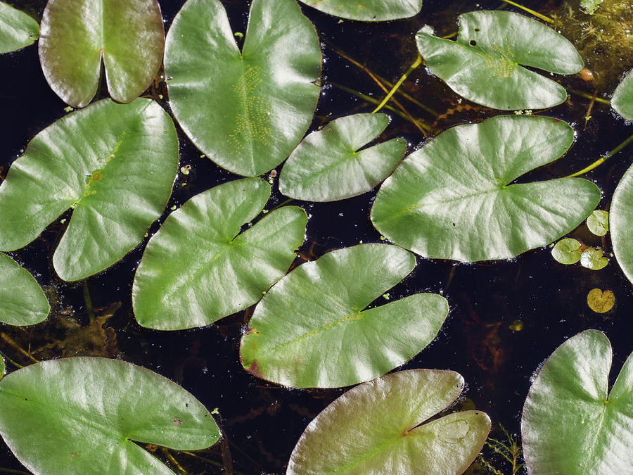 Water Lily Leaves Photograph By Rob Huntley Fine Art America   3 Water Lily Leaves Rob Huntley 