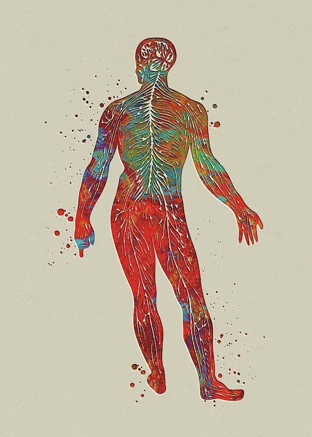 Watercolor Male Nervous System Watercolor Print Circulatory System